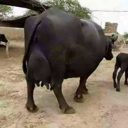 Pure Deshi Murrah Buffalo