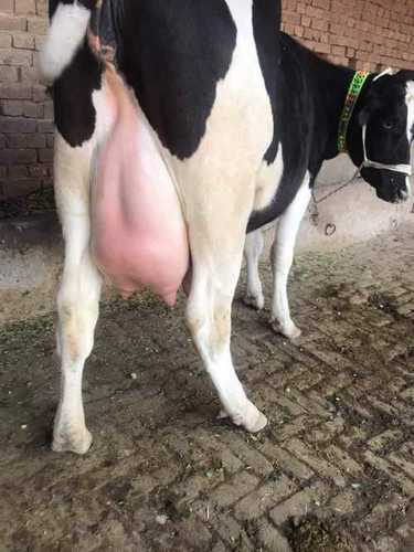Pure Holstein Friesian Cattle