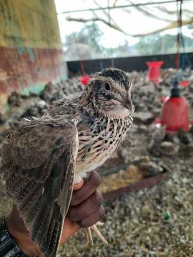 Black High Protein Boiler Hens