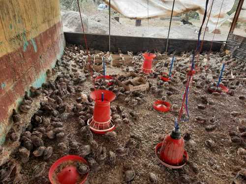 Kadaknath Live Hens