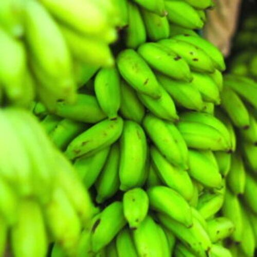 Organic Fresh Green Banana Origin: India