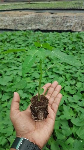 Fast Growth Papaya Plant
