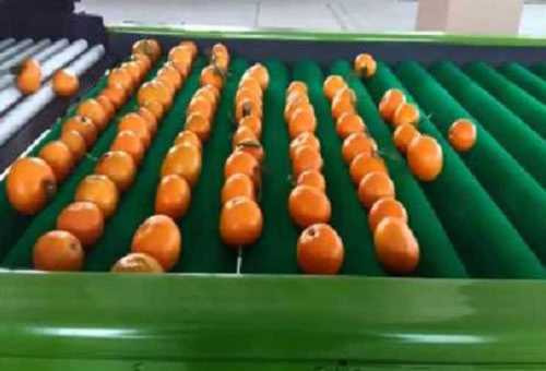 Automatic Orange Grading Machine