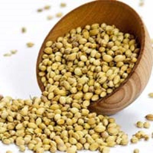 Light Golden Organic Dried Coriander Seeds