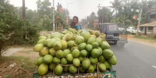 100% Natural and Fresh Round Pure Green Coconut with Richness of Nutrition