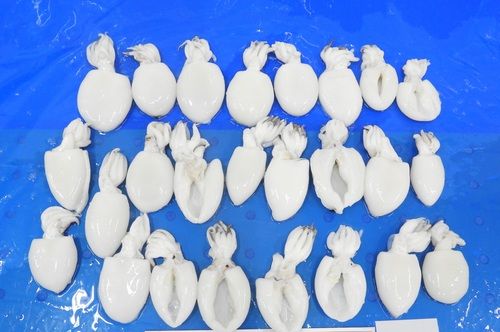 Baby Cuttlefish Whole Cleaned Iqf