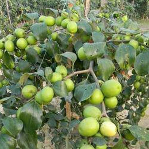 Green Guava Fruit Plant