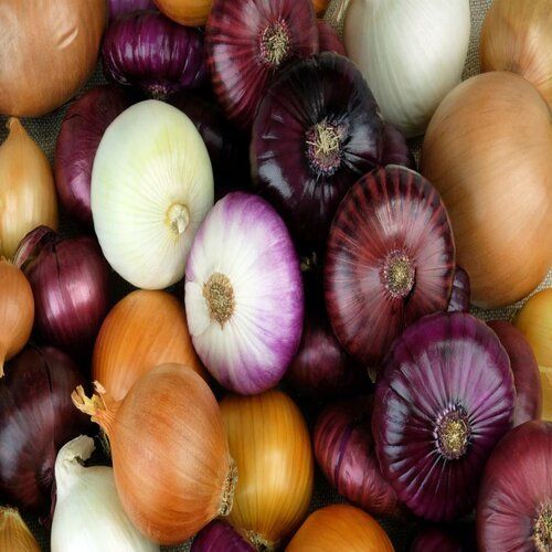 Round Impurity Free Organic Onion