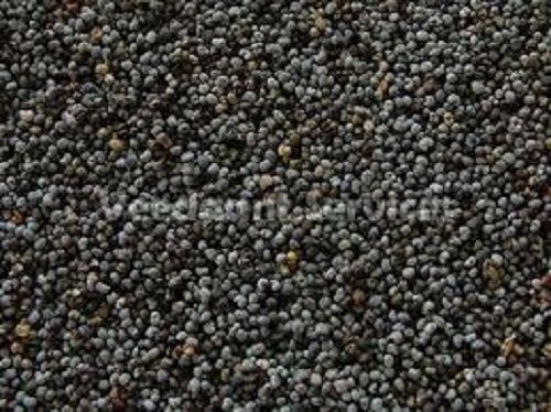 Black Poppy Seeds For Cooking