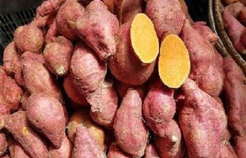 Indian Origin Fresh Sweet Potato