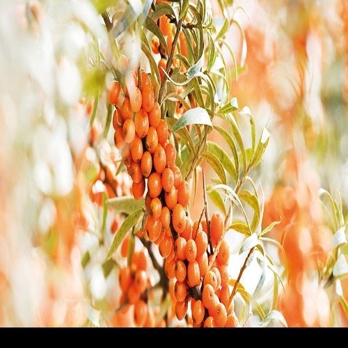 Natural Seabuckthorn Seed Oil