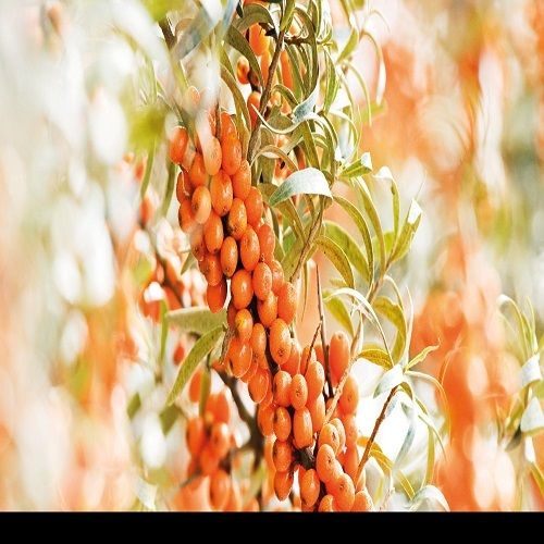  प्राकृतिक सीबकथॉर्न सीड ऑयल शुद्धता: 100% 