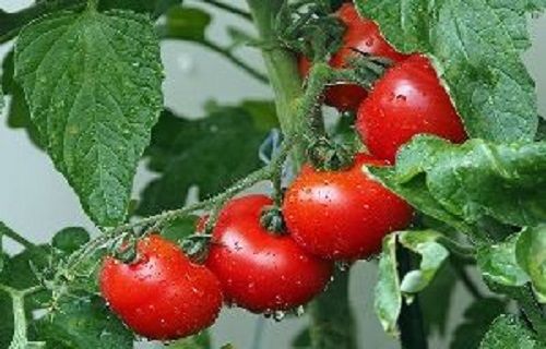 Red Organic Fresh Tomato