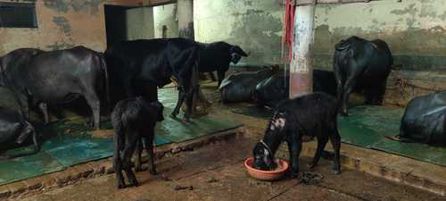 Murrah Buffalo - Black , Female, High Breed for Dairy and Farming Use