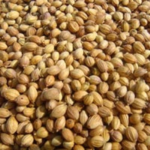 Indian Origin Coriander Seed
