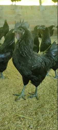 Black Wholesale Price Kadaknath Chicken For Farming