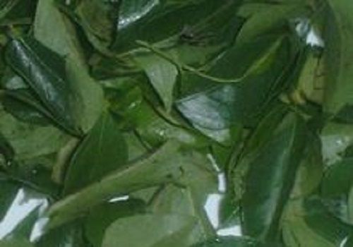 Green Raw Dried Curry Leaves