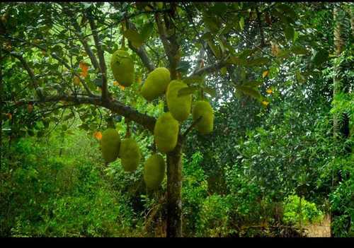  फ्रेश टेस्टी ग्रीन जैकफ्रूट 