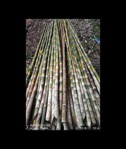 Fresh Green Bamboo Pole