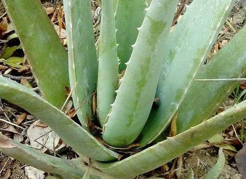 High Grade Aloe Vera