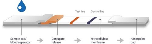 Nitrocellulose Membrane For Lateral Flow Immunoassay Dimension(L*W*H): 20X100 Millimeter (Mm)