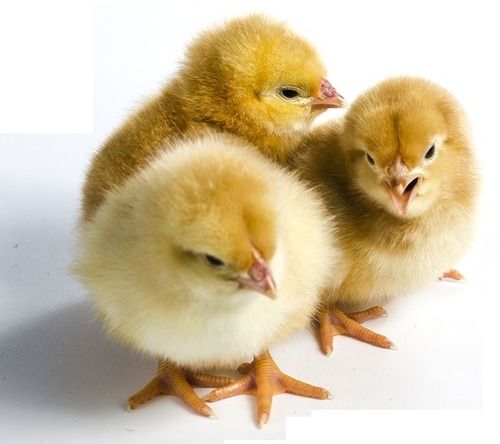 Broiler Chicks for Forming