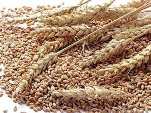 Organic Dried Wheat Seeds
