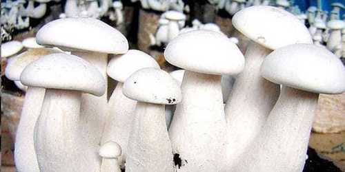 Pure White Milky Mushroom