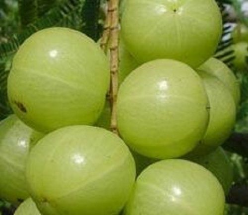 Rich Vitamin C Fresh Amla