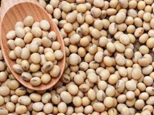 100% Organic Soybean Seeds