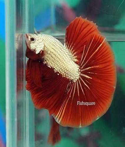 All Colors Available Best Price Aquarium Betta Fish