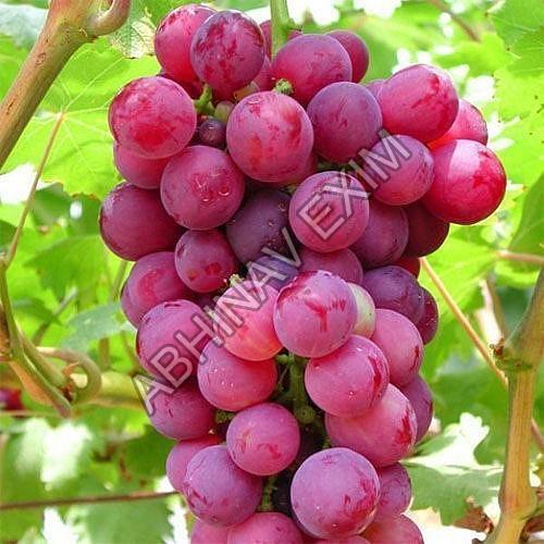 Organic Healthy And Natural Fresh Red Grapes