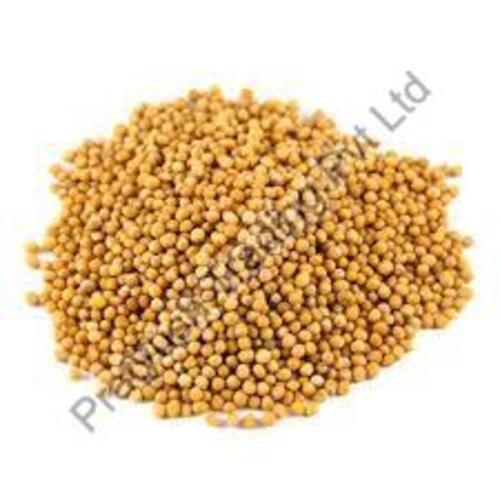 Healthy and Natural Yellow Mustard Seeds 