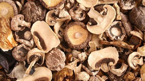 Dried Ganoderma Mushroom