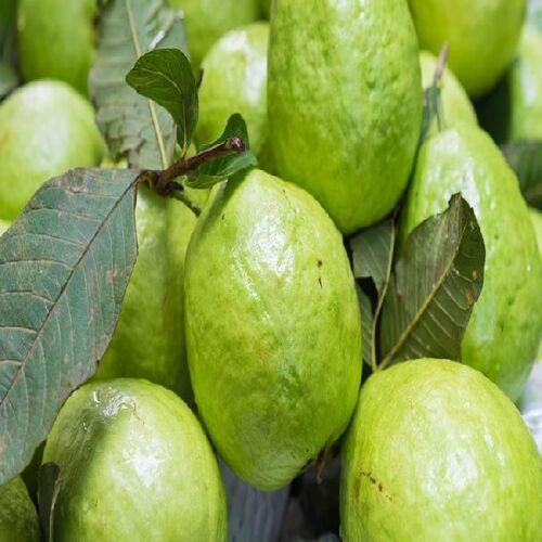 Healthy And Natural Fresh Guava