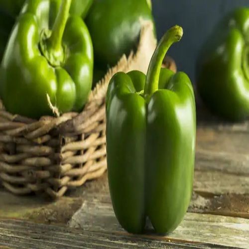 Healthy And Natural Fresh Green Capsicum Shelf Life: 5-7 Days