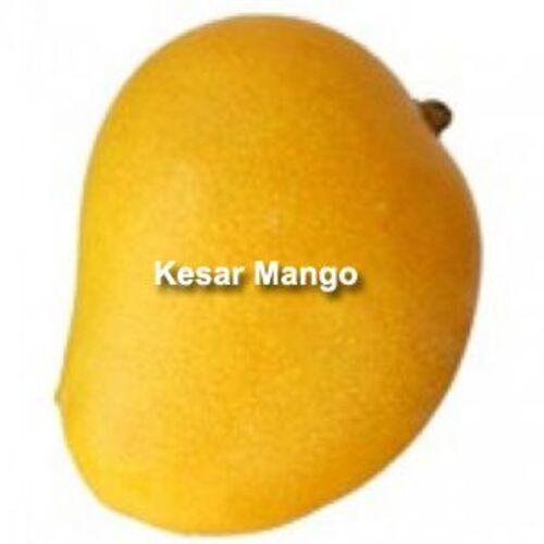 Healthy and Natural Fresh Kesar Mango