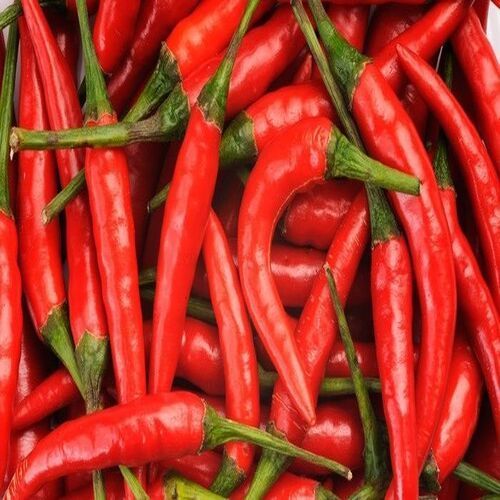 Healthy And Natural Fresh Red Chilli