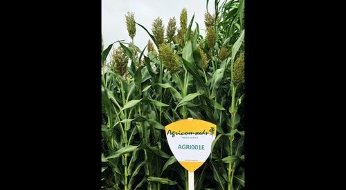 Highly Effective Agri-001e Sorghum