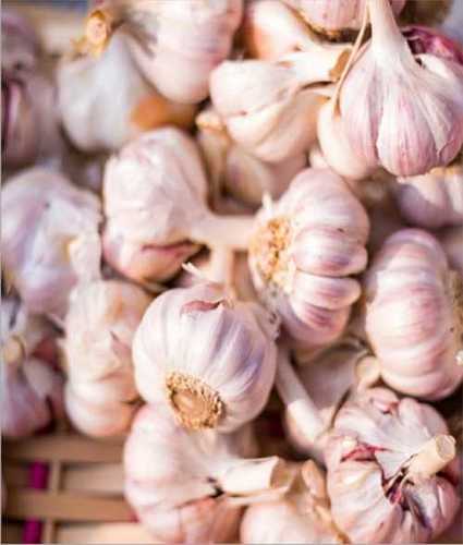 Red And White Fresh Garlic