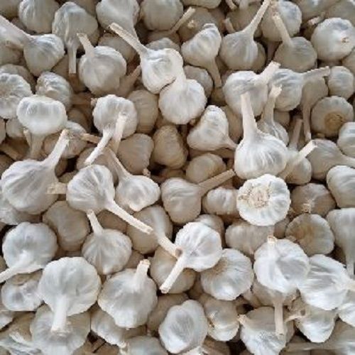 White Organic Fresh Garlic