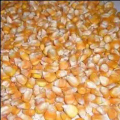 Export Quality Dried Yellow Maize