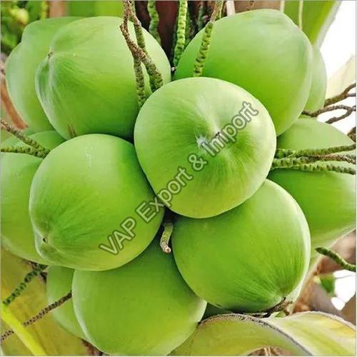 Green Healthy And Natural Fresh Tender Coconut