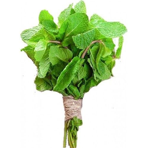 Green Healthy And Natural Fresh Mint Leaves