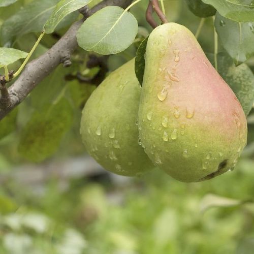 Healthy And Natural Fresh Pear