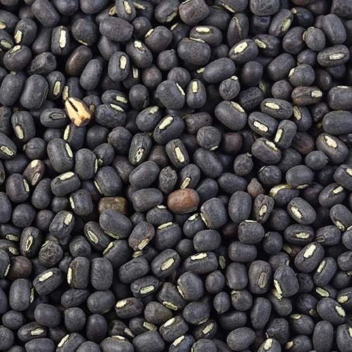 Healthy and Natural Whole Urad Dal - 13% Calcium, 50% Protein, 6-7% Moisture | Organic Dried Black Pulses, Whole Form, Packed in Plastic Packets