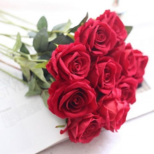 Natural and Fresh Red Rose Flower