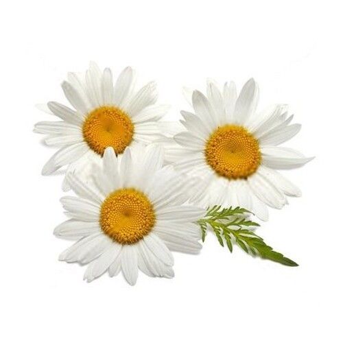 Natural Fresh Chamomile Flowers Shelf Life: 15 Days at Best Price in ...