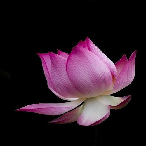 Natural Fresh Lotus Flower