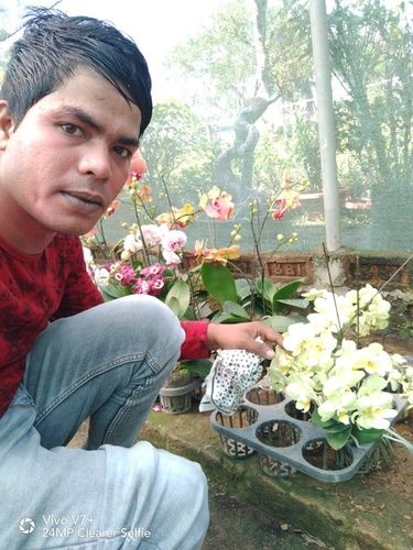 Organic Orchid Flower Plant